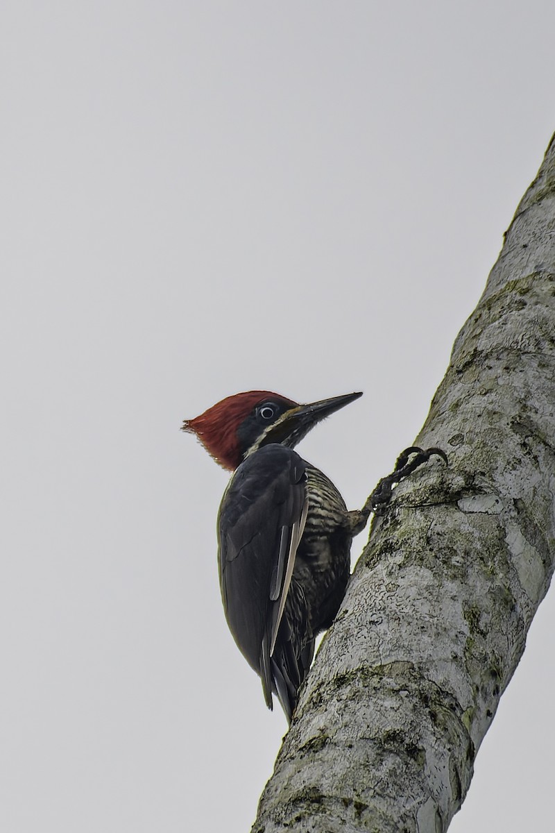 Lineated Woodpecker - George Roussey