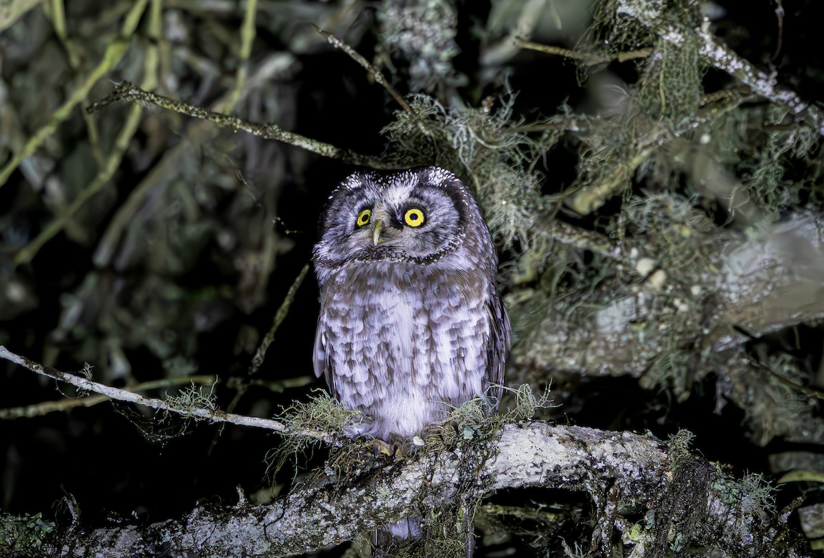 Boreal Owl - Alper YILMAZ