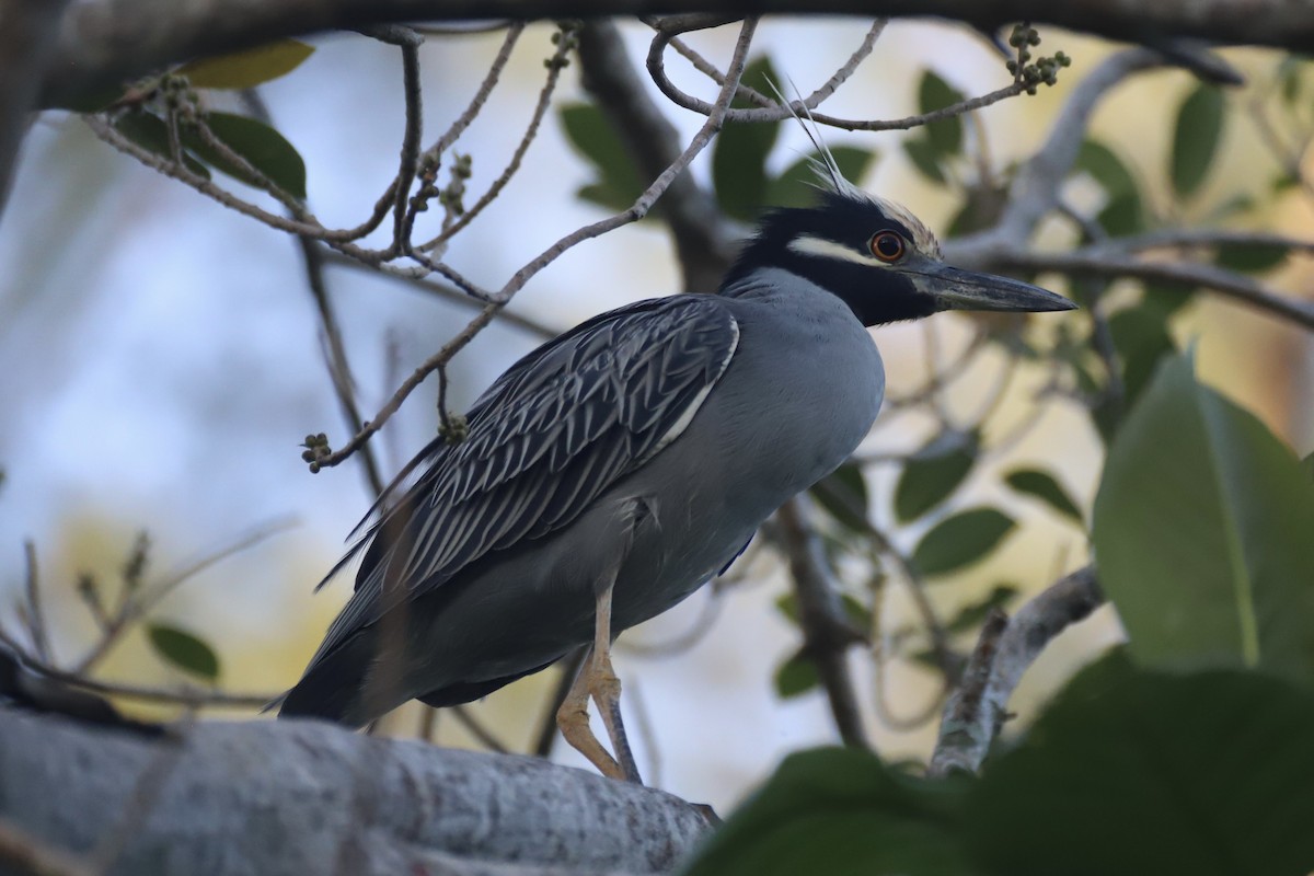 Yellow-crowned Night Heron - Jacob Riggs