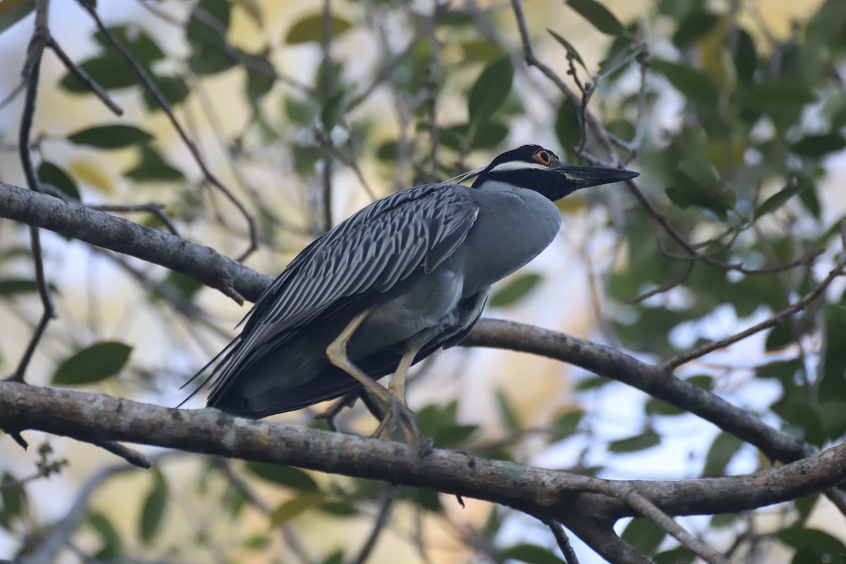 Yellow-crowned Night Heron - Jacob Riggs