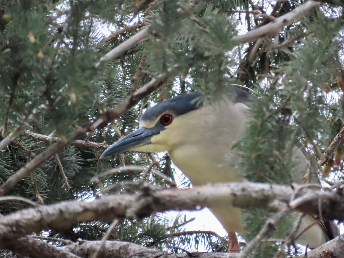 Black-crowned Night Heron - Annette Lenzner