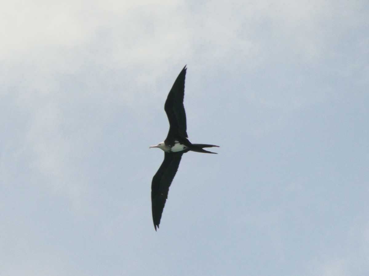 Great Frigatebird - ML619562237