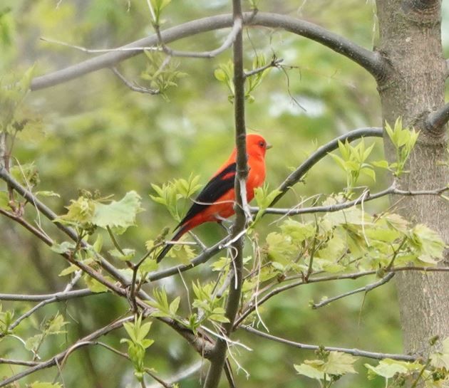 Scarlet Tanager - Zhongyu Wang