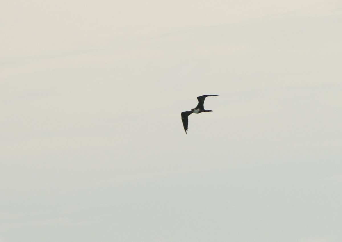 Great Frigatebird - ML619562241