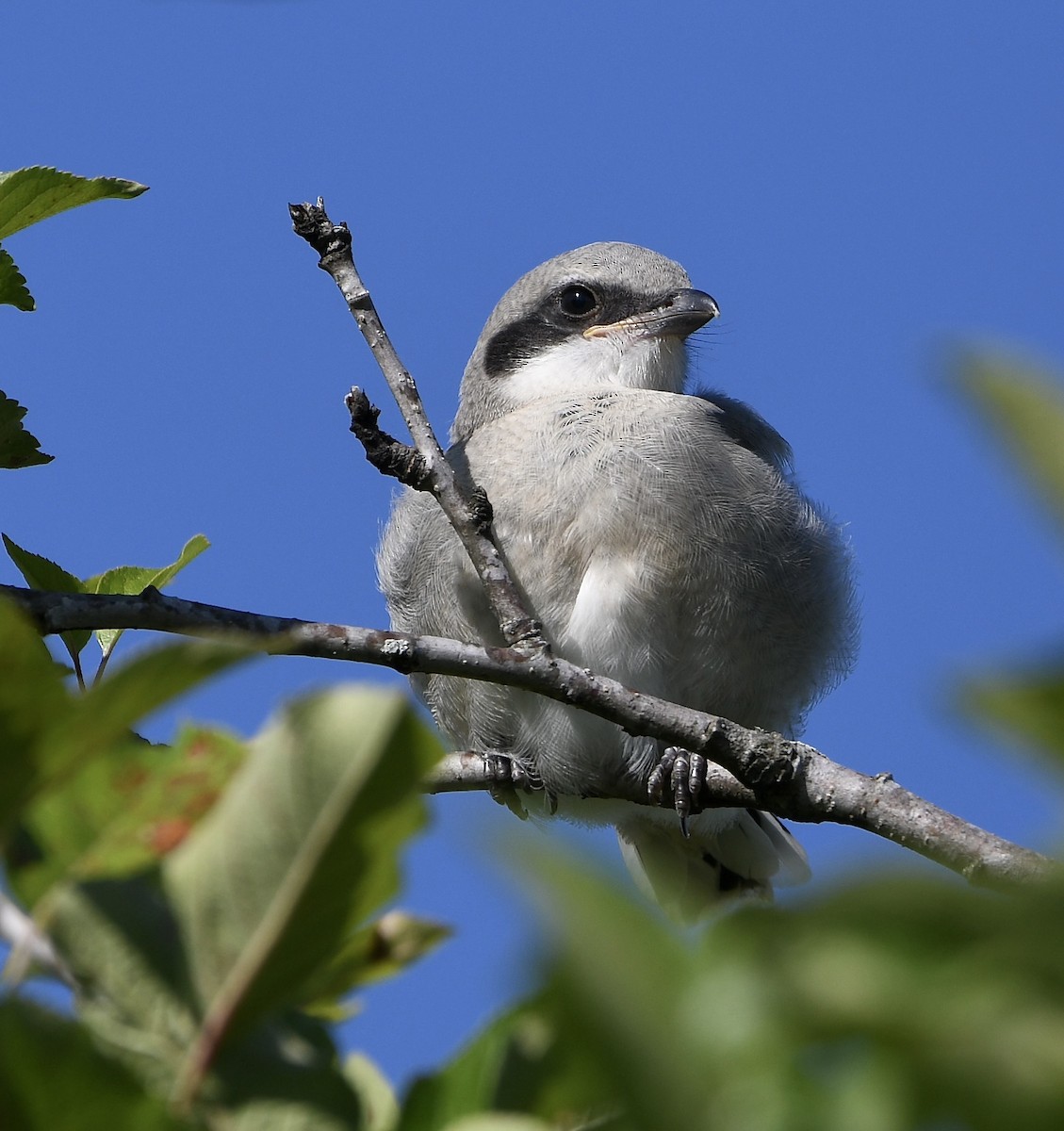 Loggerhead Shrike - Claudia Nielson