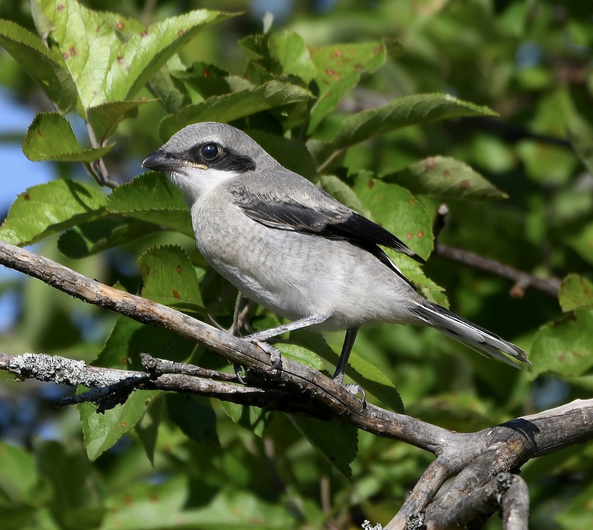 Loggerhead Shrike - Claudia Nielson