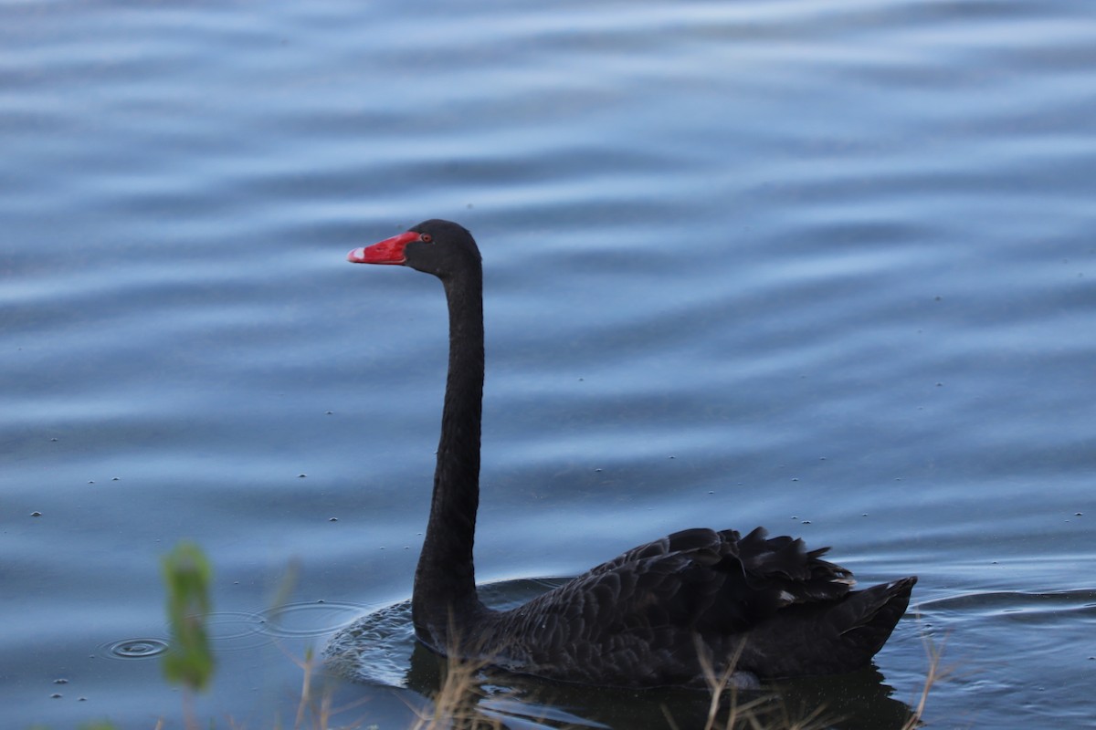 Black Swan - Jacob Riggs