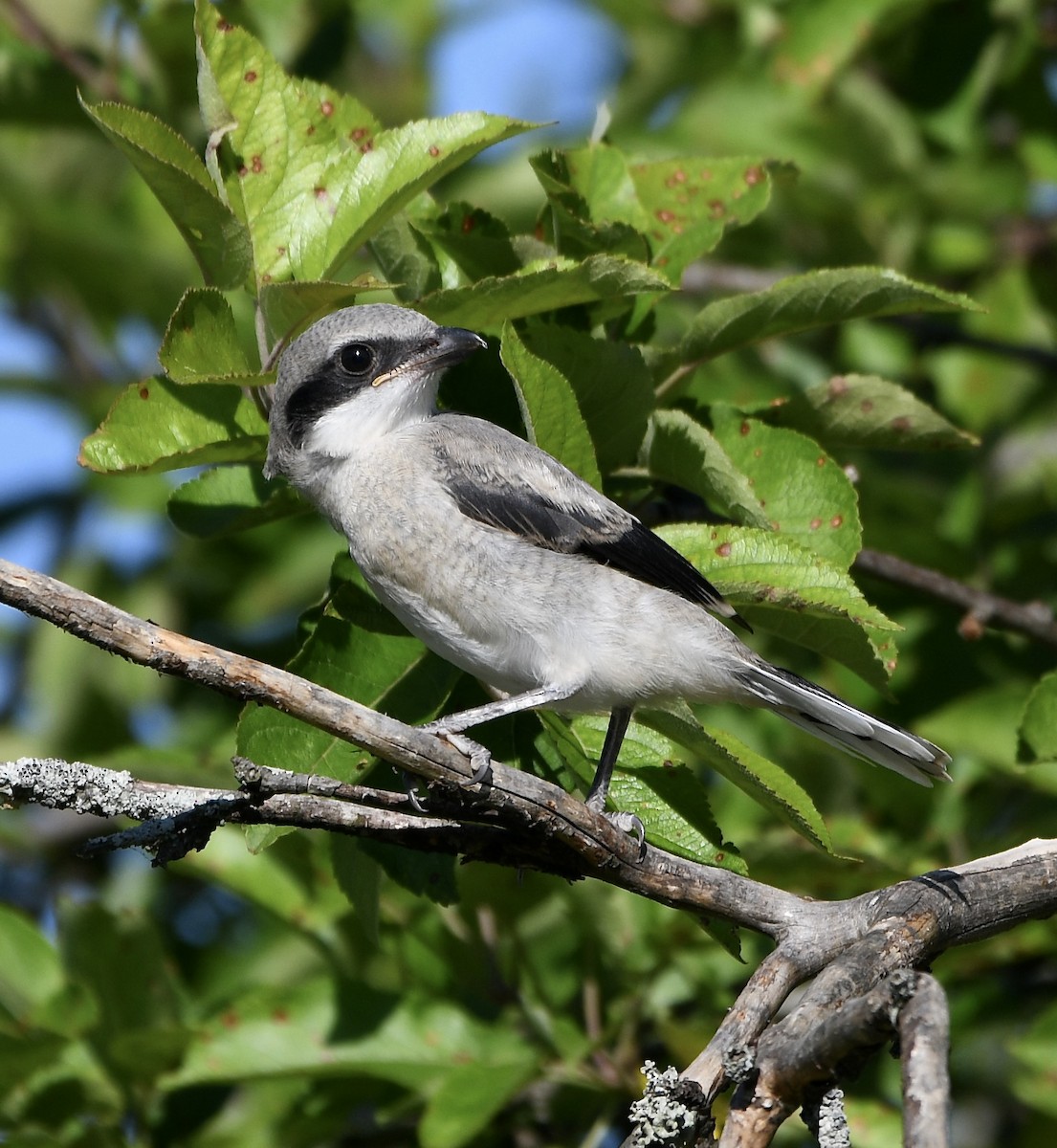 Loggerhead Shrike - Claudia Nielson