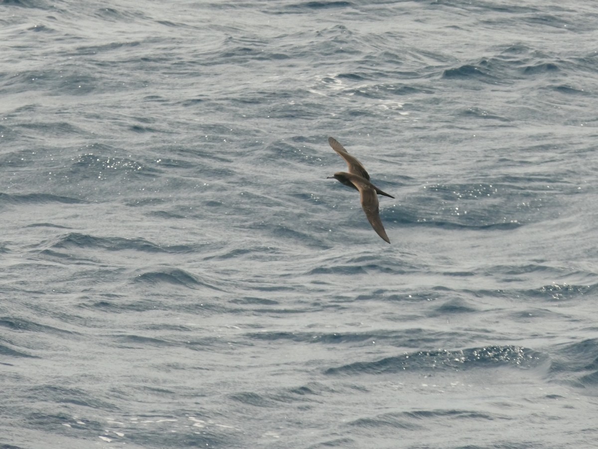 Wedge-tailed Shearwater - Eric Heijs