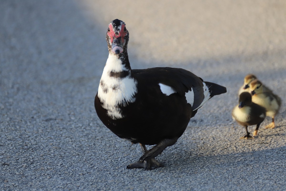Muscovy Duck (Domestic type) - Jacob Riggs