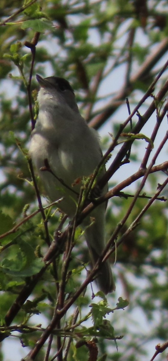 Eurasian Blackcap - Paul Cole