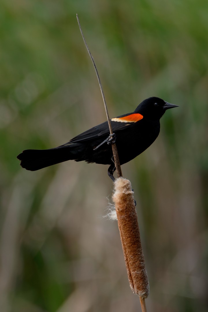 Red-winged Blackbird - CJ FLICK