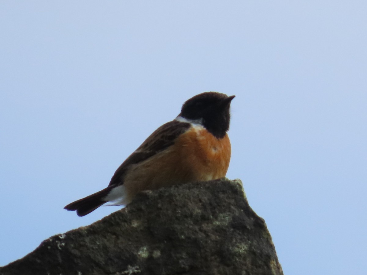 European Stonechat - Paul Cole