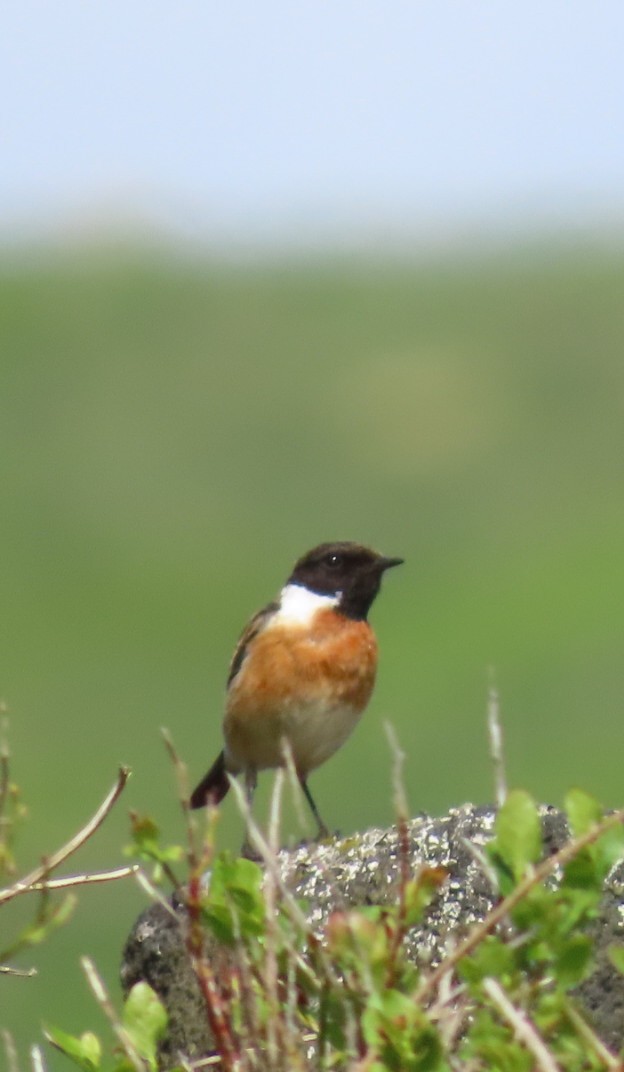 European Stonechat - Paul Cole