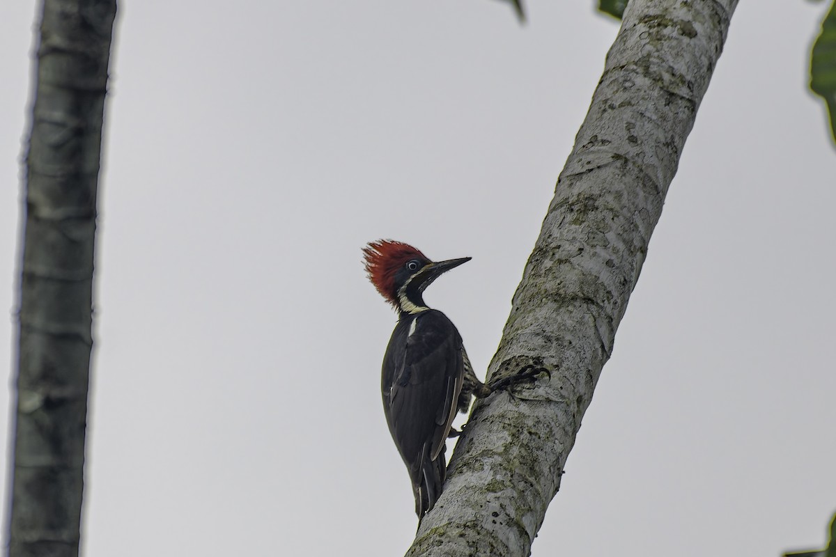 Lineated Woodpecker - George Roussey