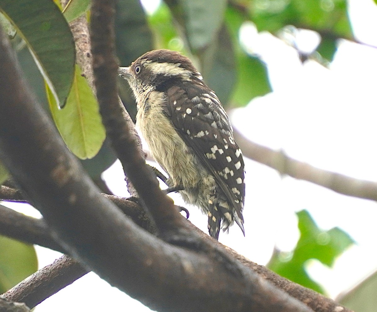Brown-capped Pygmy Woodpecker - ML619562275