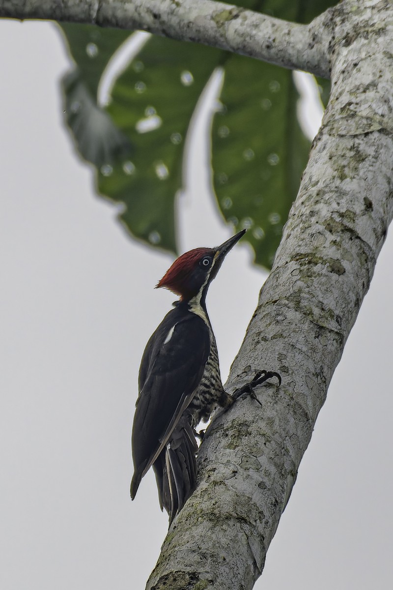 Lineated Woodpecker - George Roussey