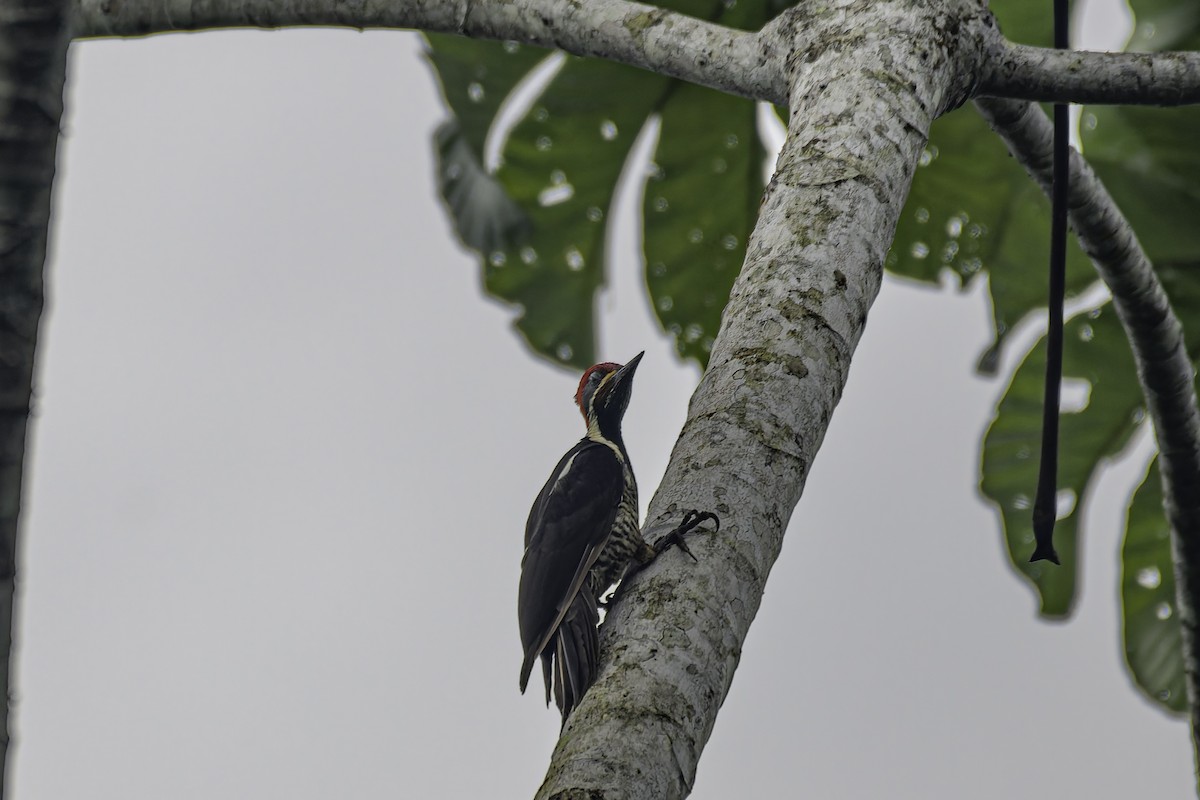 Lineated Woodpecker - George Roussey