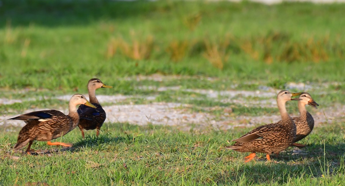 Mottled Duck - John Wolaver