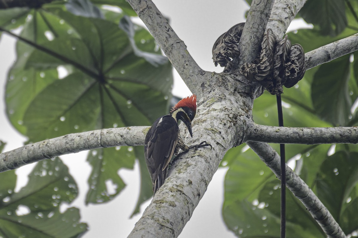 Lineated Woodpecker - George Roussey