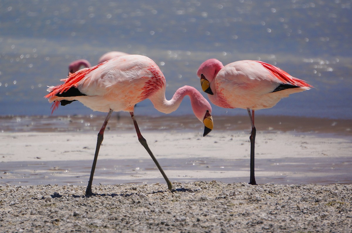 James's Flamingo - ML619562287