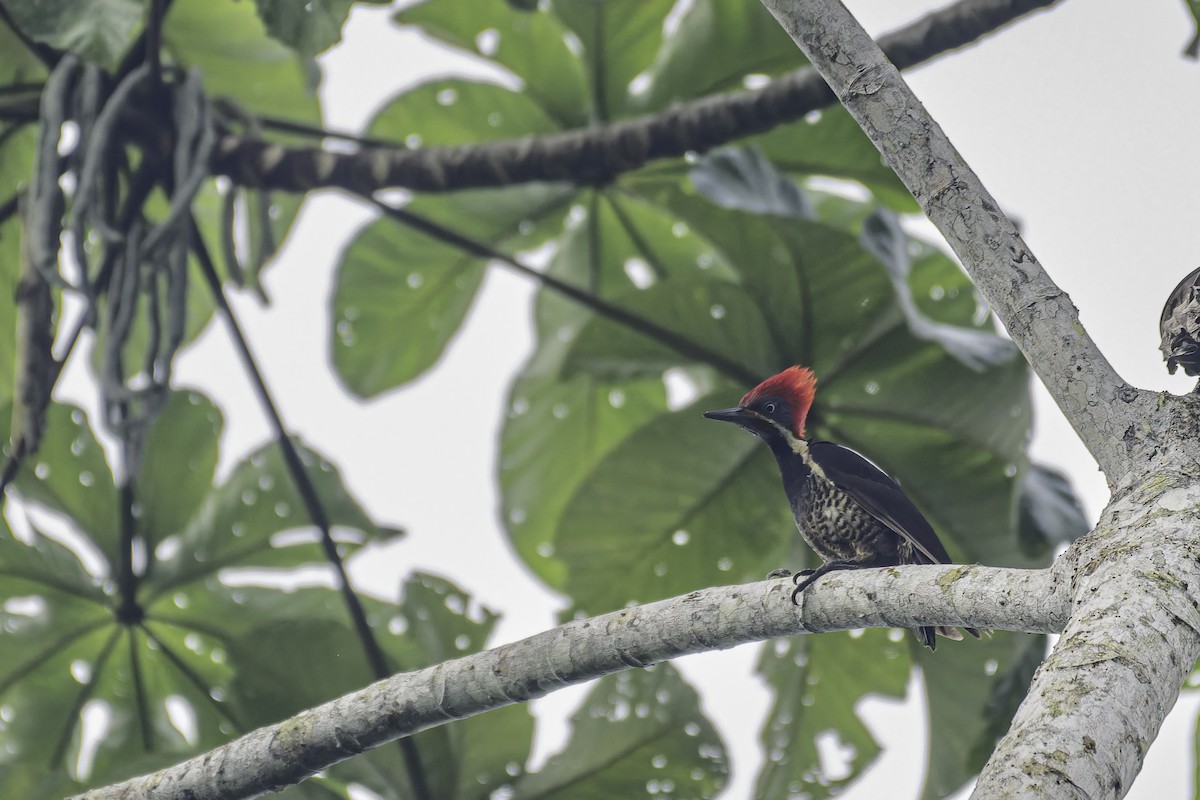 Lineated Woodpecker - George Roussey