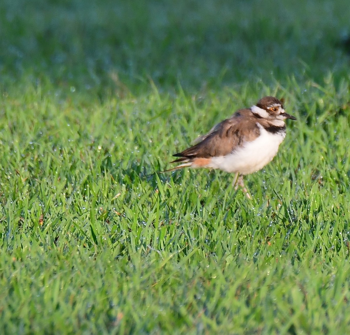 Killdeer - John Wolaver