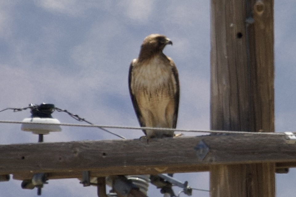 Red-tailed Hawk - Robert Snider