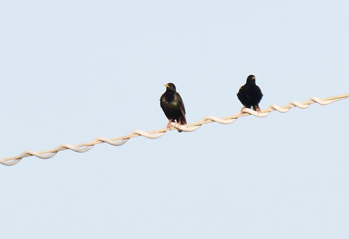 European Starling - John Wolaver