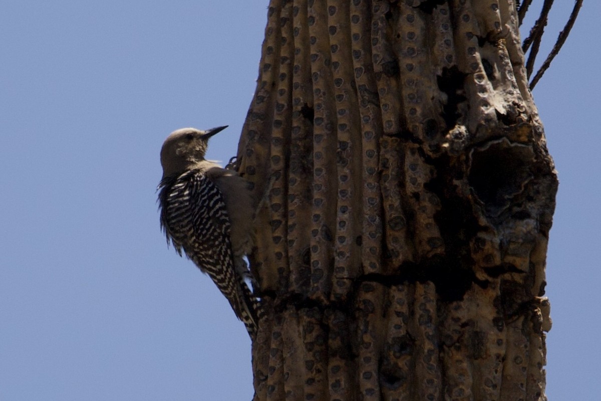 Gila Woodpecker - Robert Snider