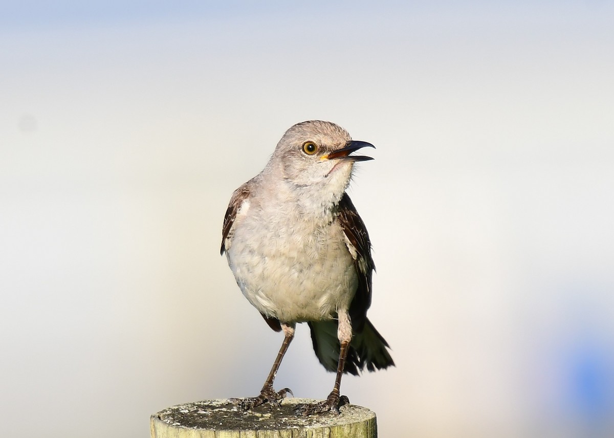 Northern Mockingbird - John Wolaver