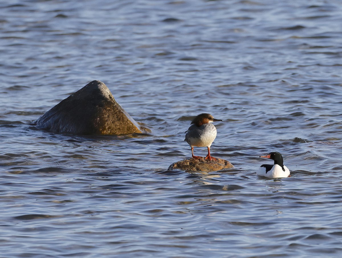 Common Merganser - Scott Sneed