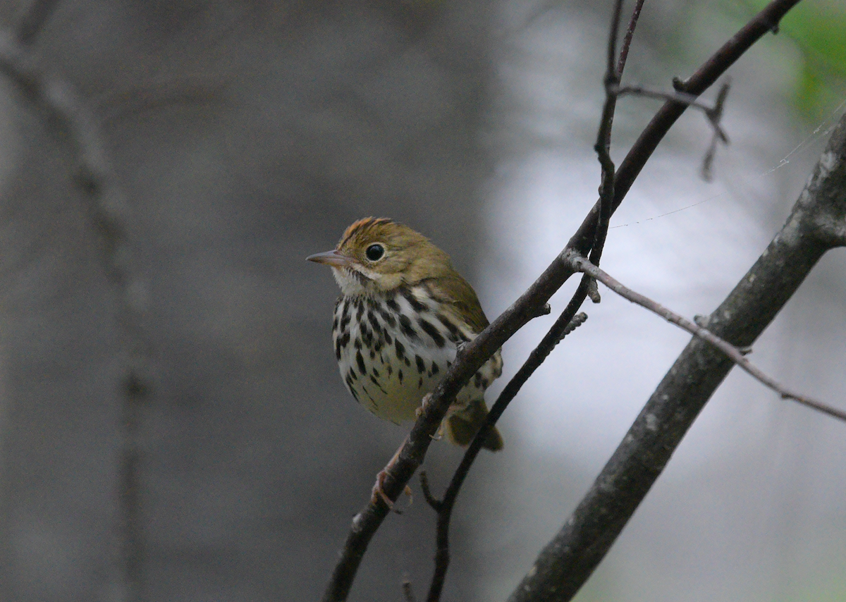 Ovenbird - Guillaume Perron