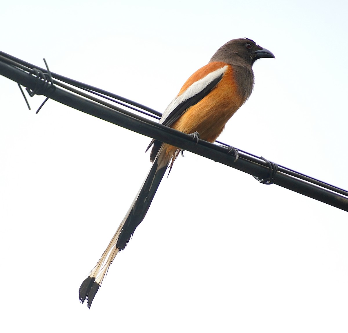 Rufous Treepie - ML619562302