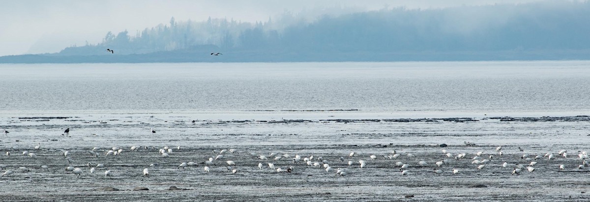 Snow Goose - Ross Hall