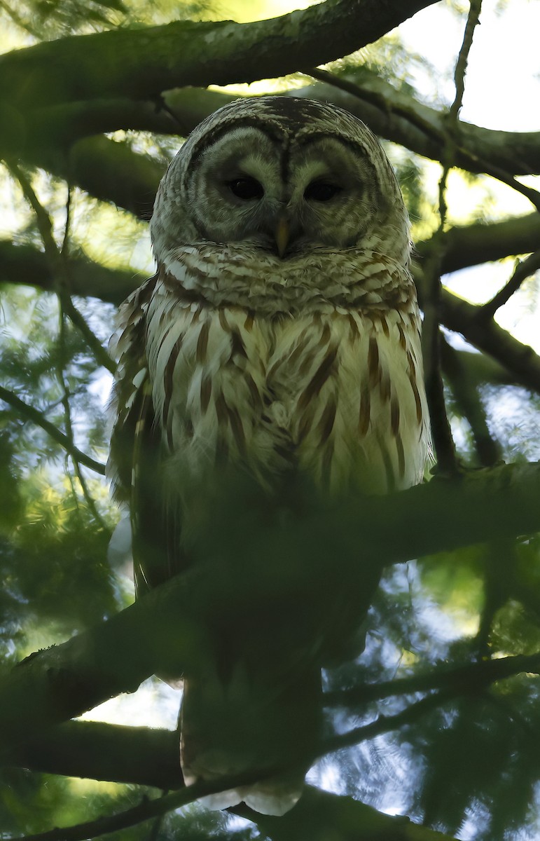 Barred Owl - Scott Sneed