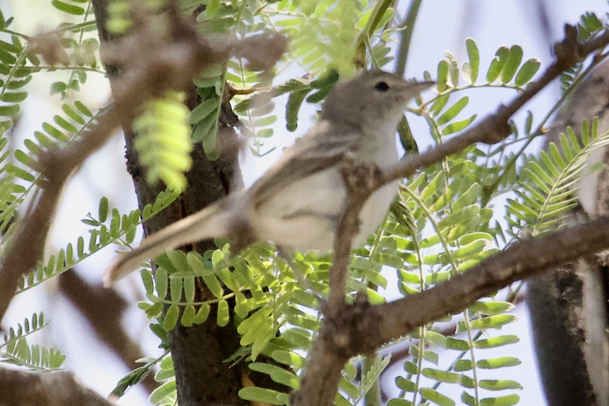 Plumbeous Vireo - Robert Snider