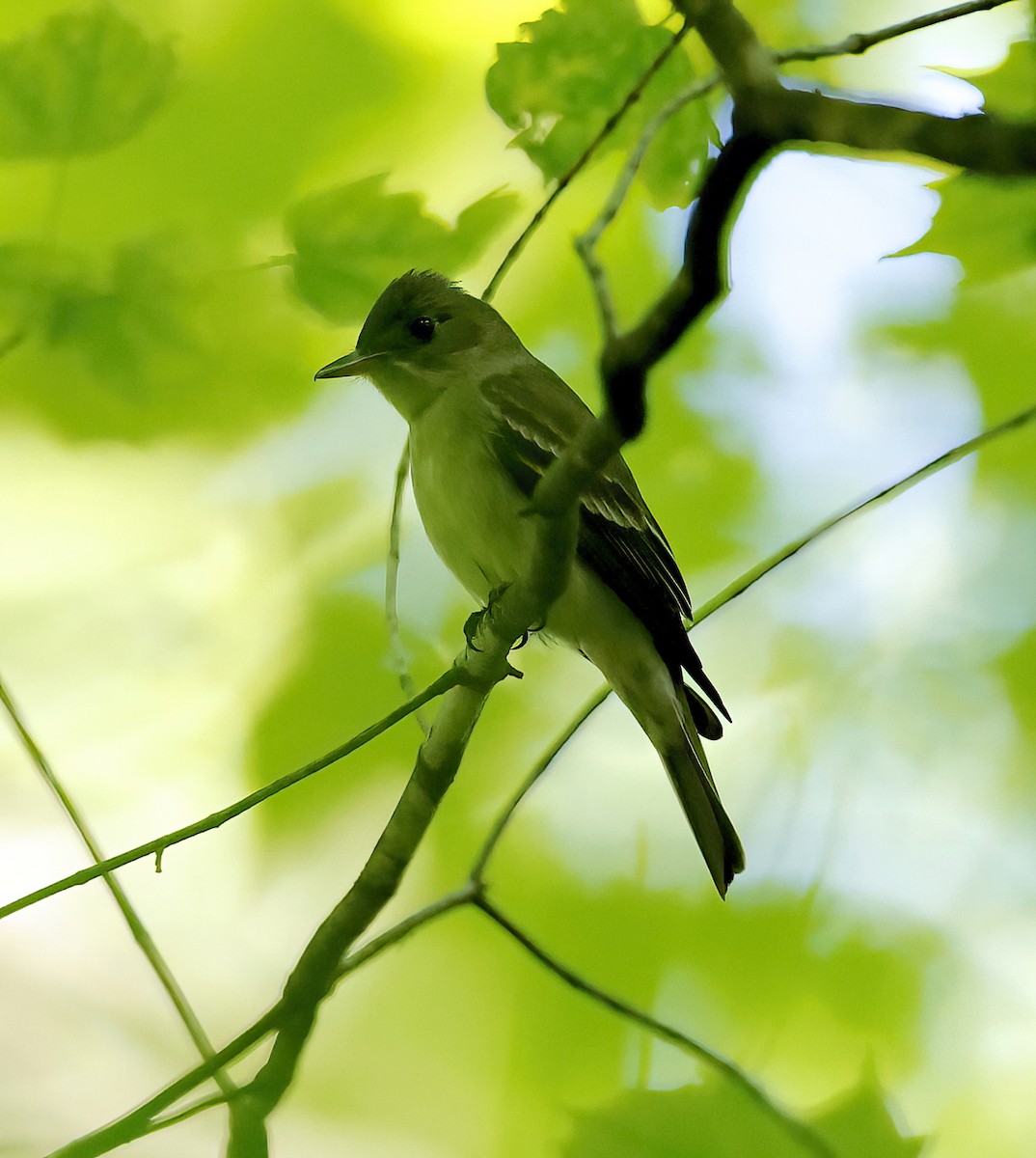 Eastern Wood-Pewee - Scott Sneed