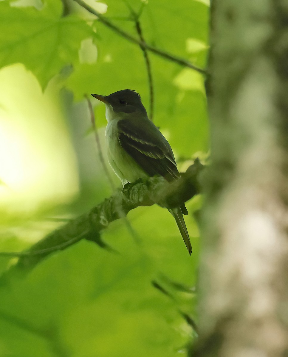 Eastern Wood-Pewee - Scott Sneed