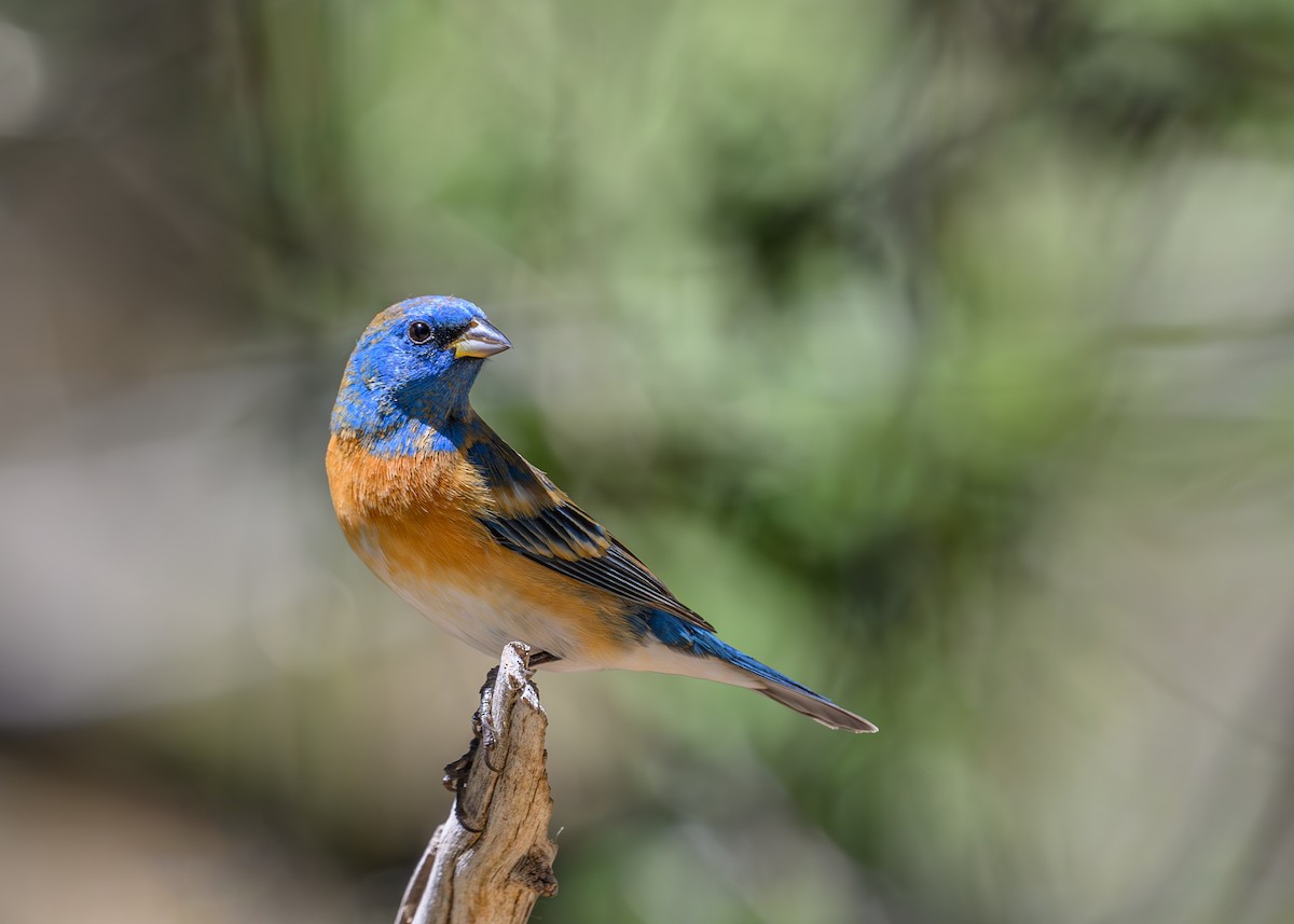 Lazuli Bunting - Joe Ventimiglia