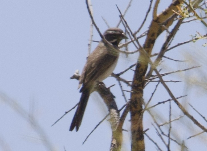 Black-throated Sparrow - Robert Snider