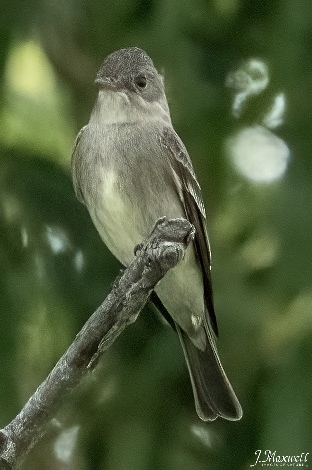 Western Wood-Pewee - John Salisbury