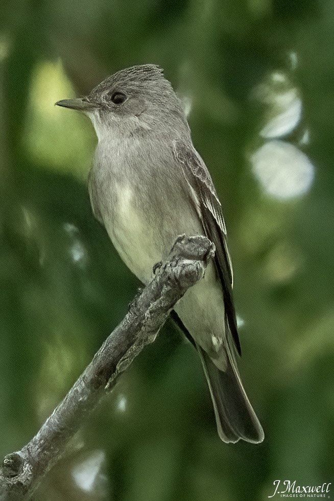 Western Wood-Pewee - John Salisbury