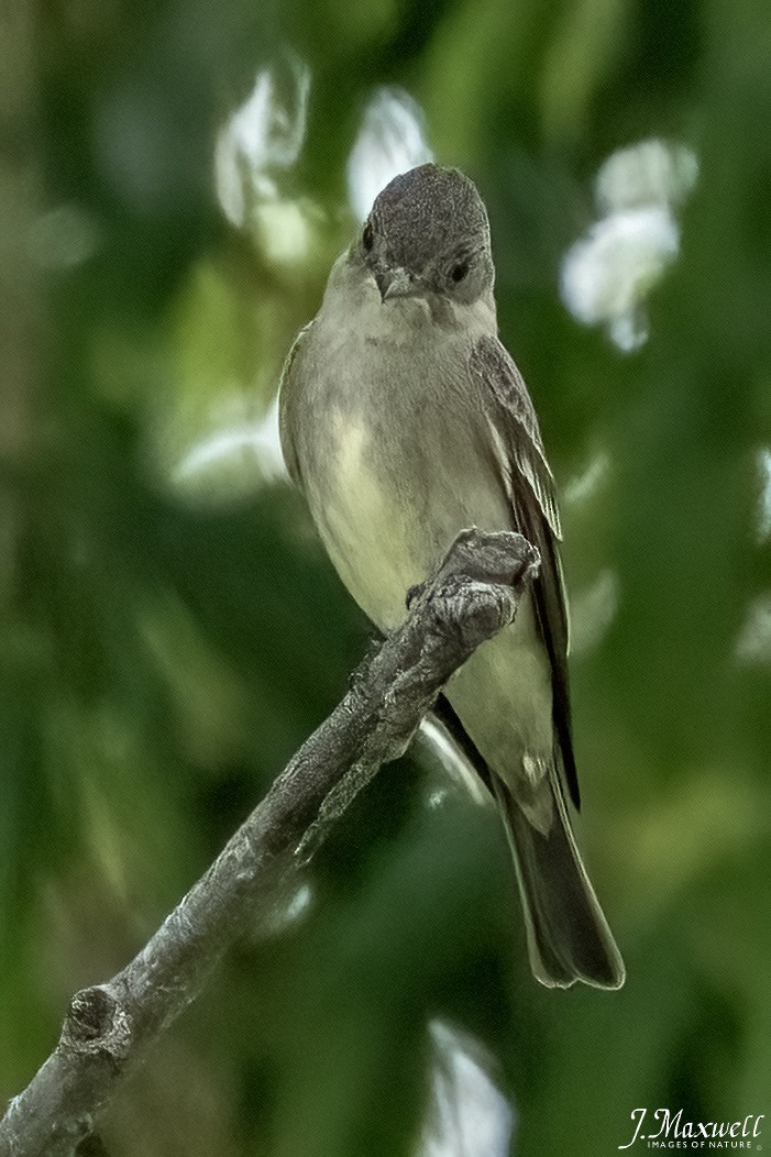 Western Wood-Pewee - John Salisbury