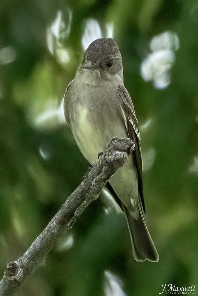 Western Wood-Pewee - John Salisbury