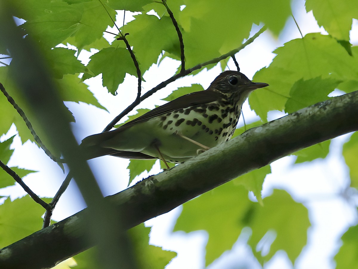 Wood Thrush - ML619562328