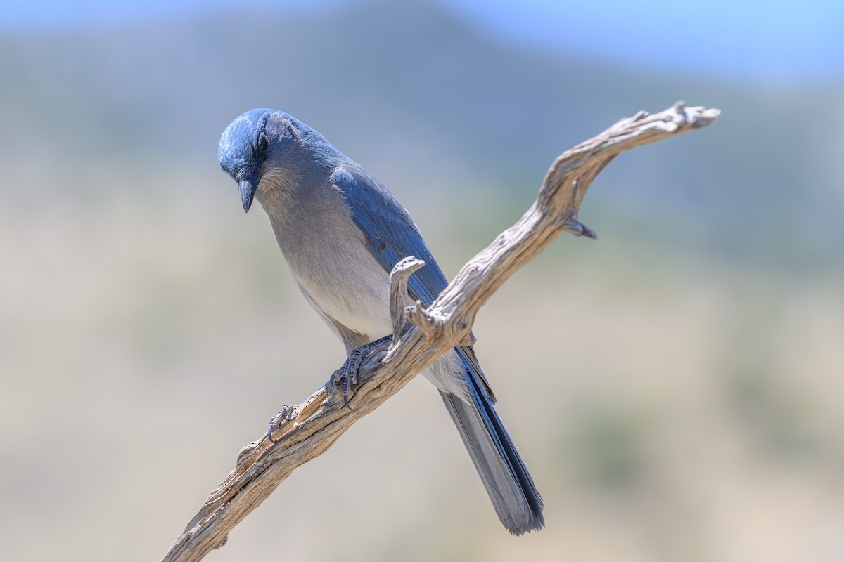 Mexican Jay - Joe Ventimiglia