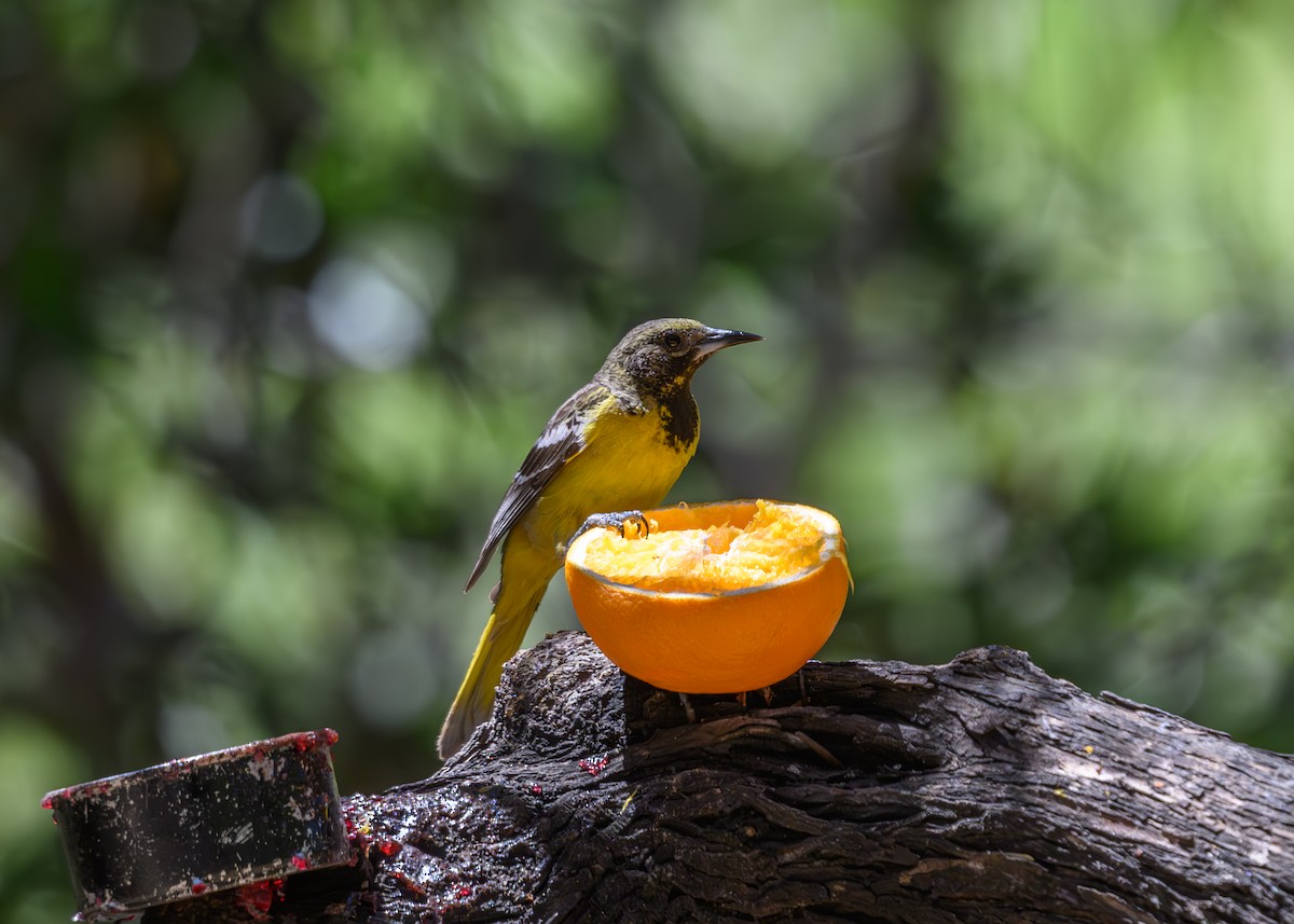 Scott's Oriole - Joe Ventimiglia