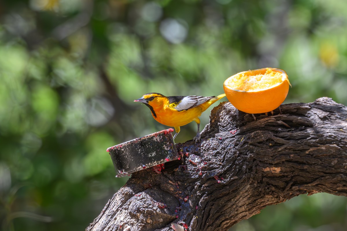 Bullock's Oriole - Joe Ventimiglia