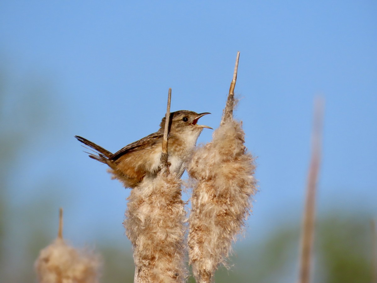 Sedge Wren - Annette Lenzner